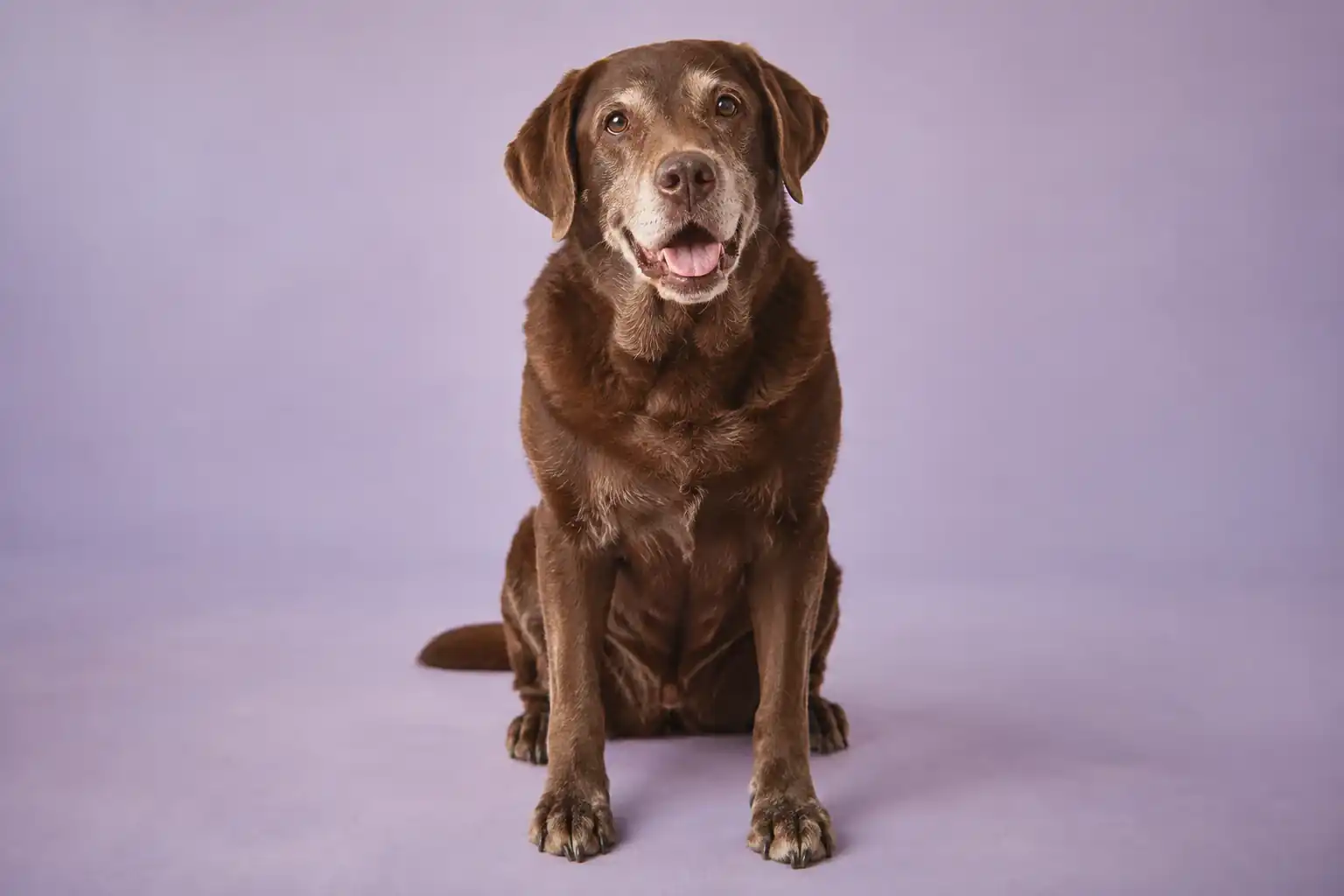 An older chocolate Labrador sitting against a lavender backdrop