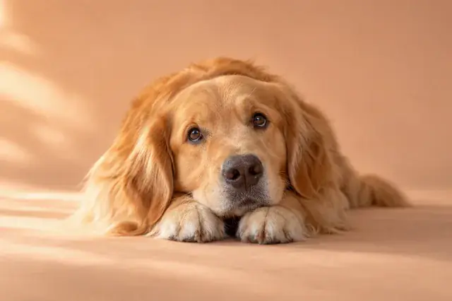 Skin & paws everyday care