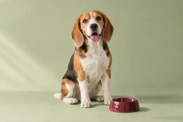 A beagle beside its everyday bowl