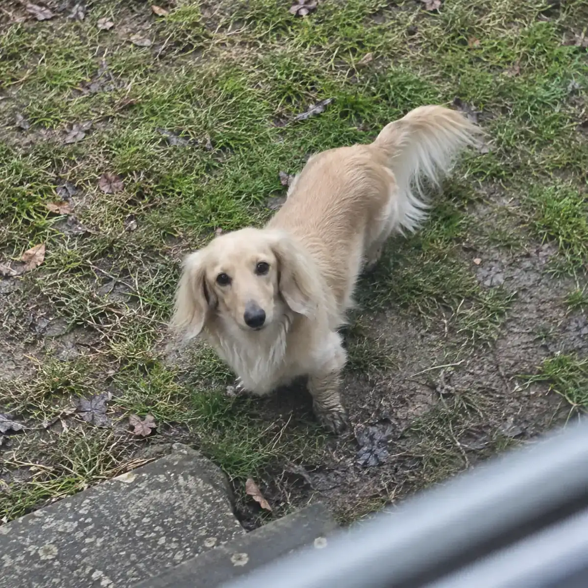 Long-haired dachshund — Bean’s mom