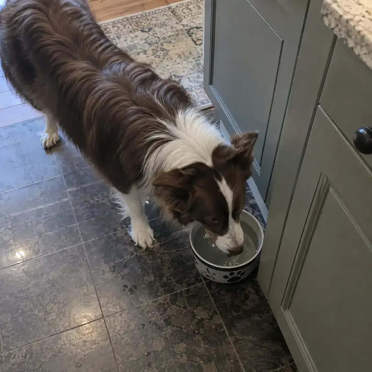 Border collie — Avery + Cricket