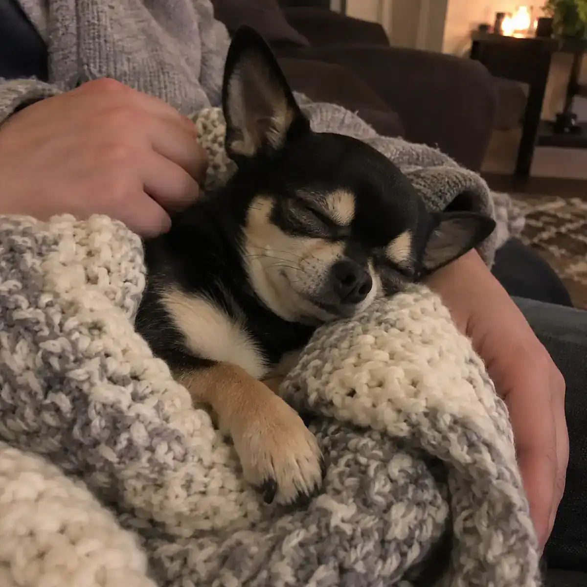 Chihuahua — Dot’s person