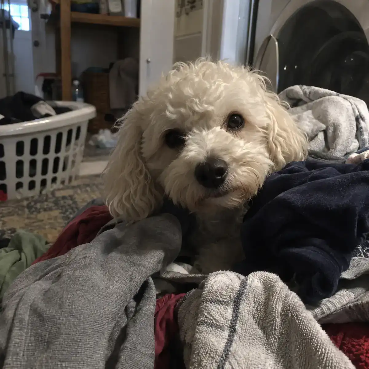 Poodle mix — L. + Frankie