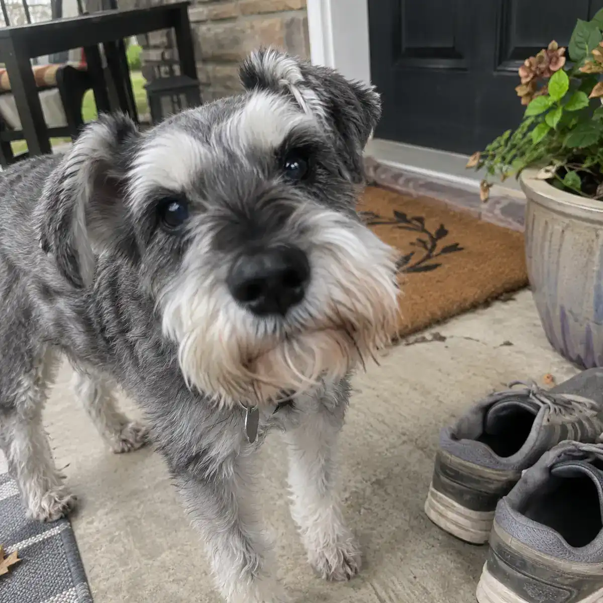 Schnauzer — Carlos + Lou