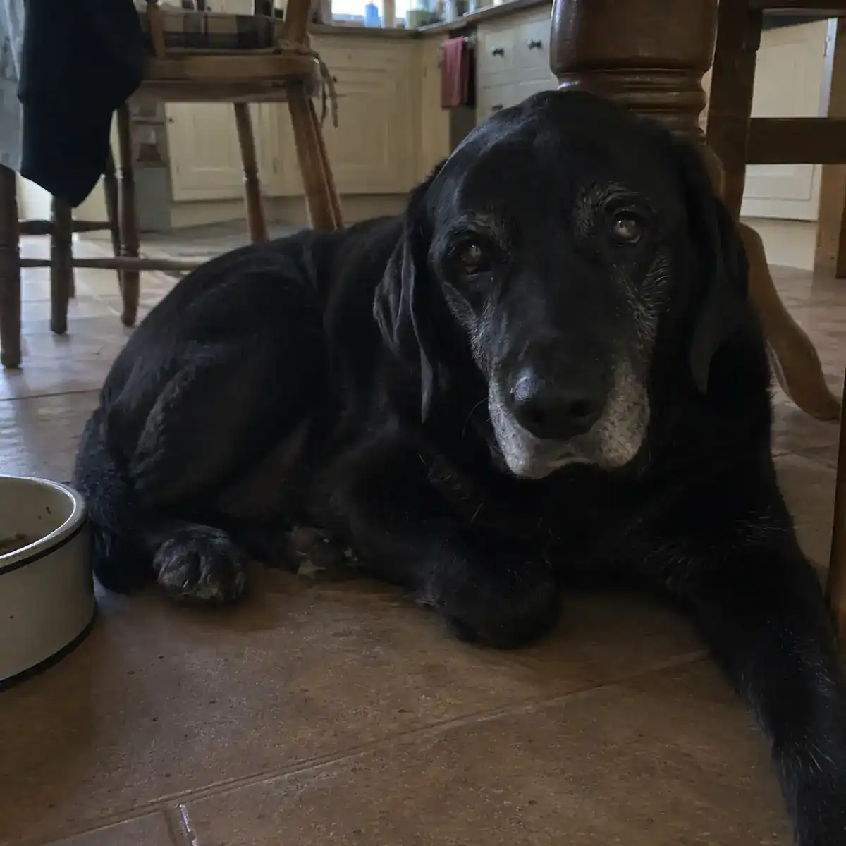 Senior Labrador — Megan & Olive