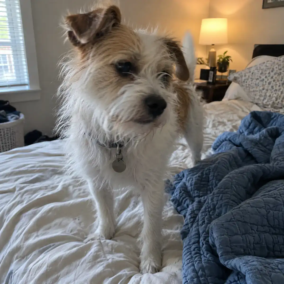 Terrier mix — Kim + Pip
