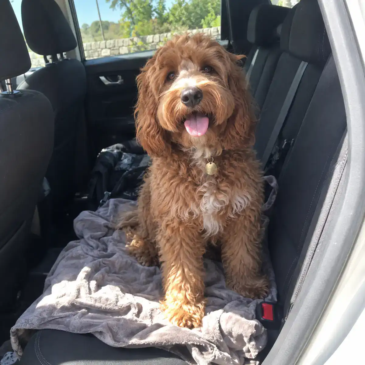 Cockapoo — J. with Waffles