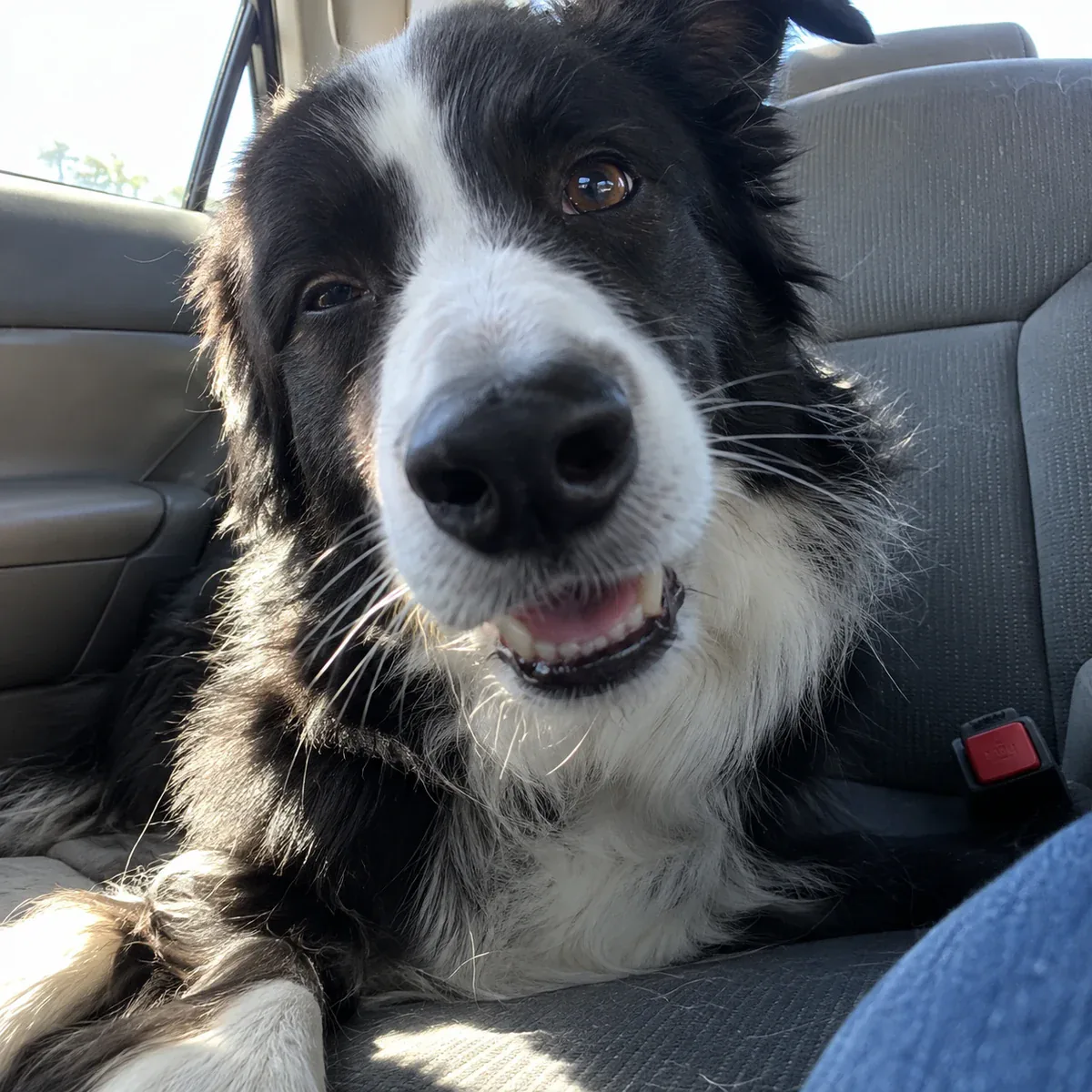Border collie — Ben + Archie