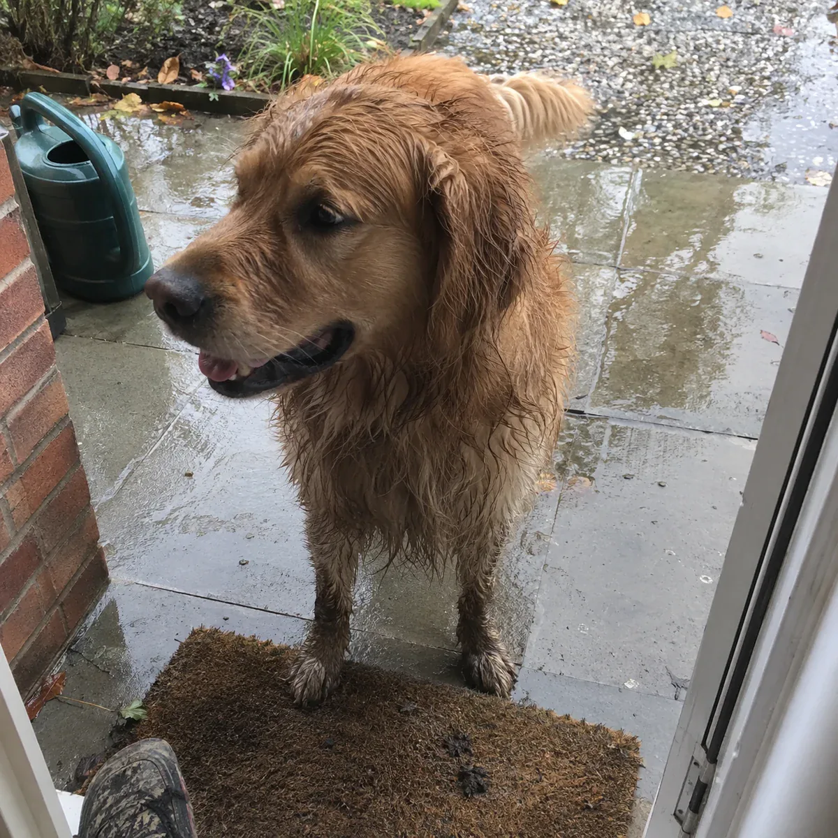 Golden retriever — Matt + Bear