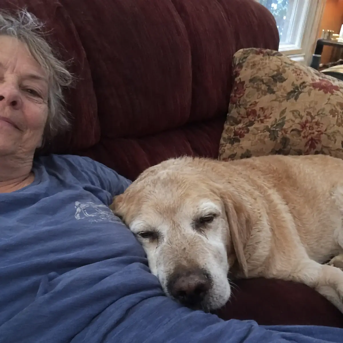 Senior Labrador — Susan + Daisy