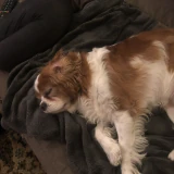 Cavalier King Charles spaniel
