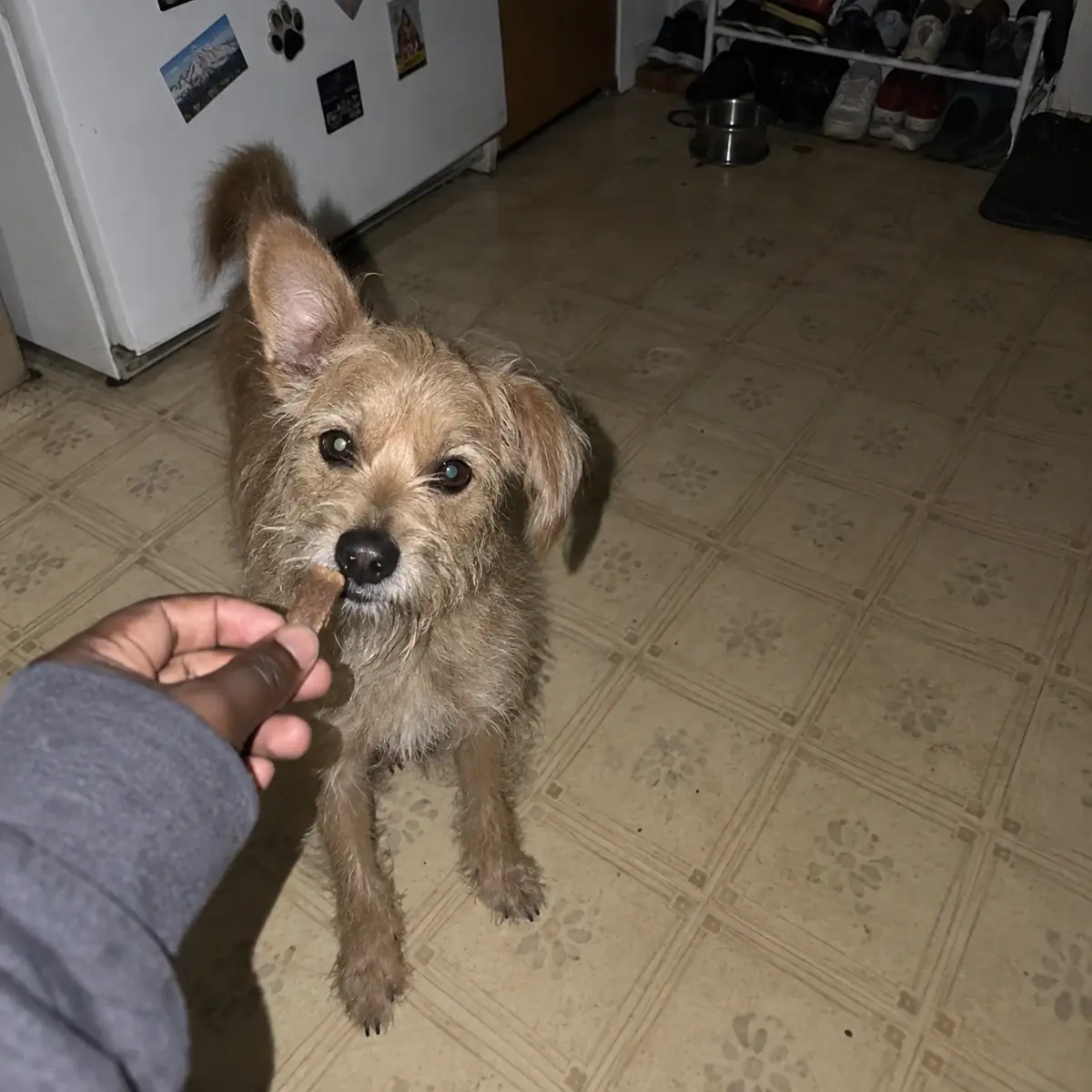 Terrier mix — Nina + Poppy