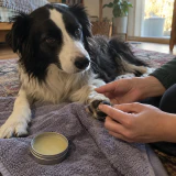 Border collie