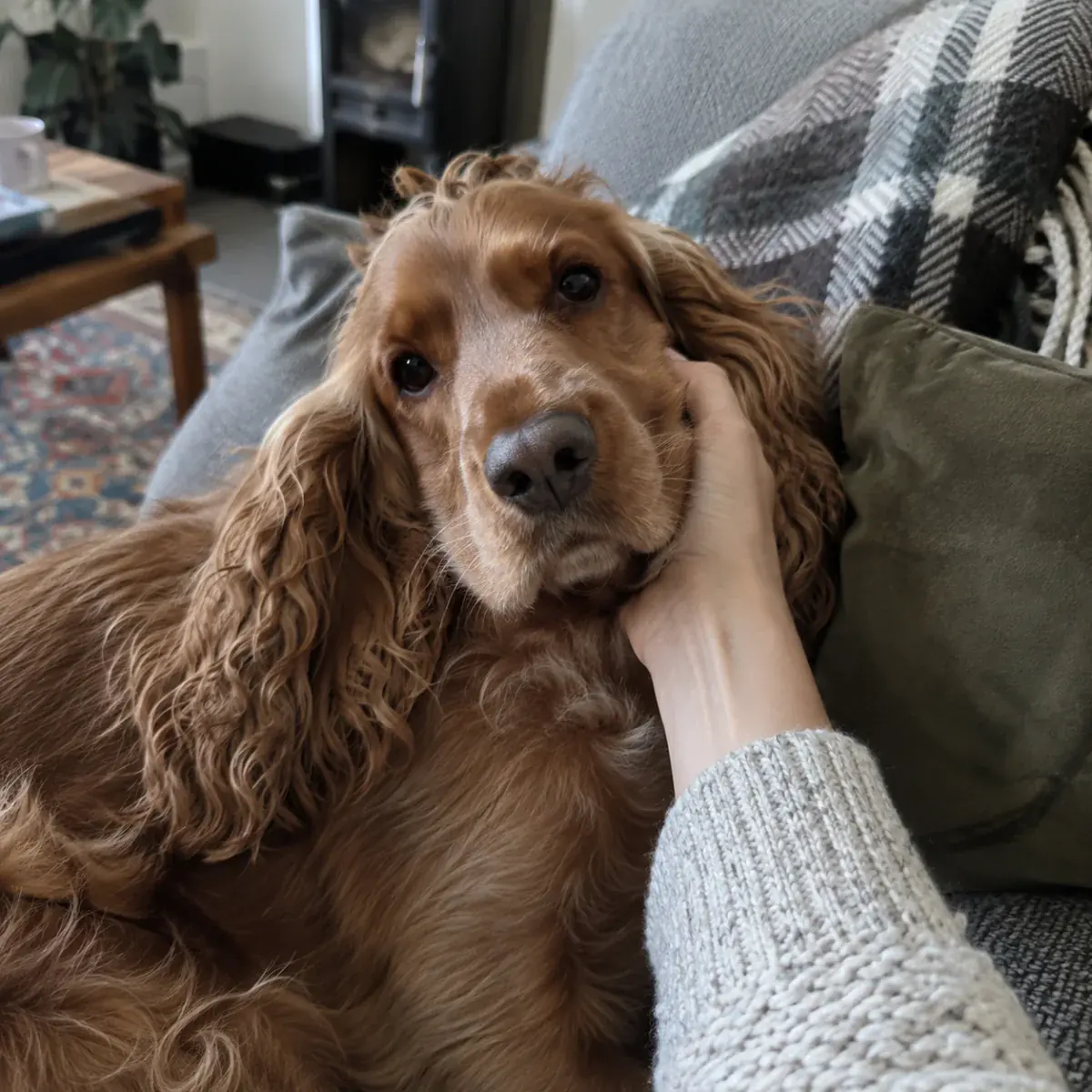 Spaniel — Anna + Copper
