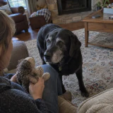 Senior Labrador