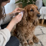 Cocker spaniel