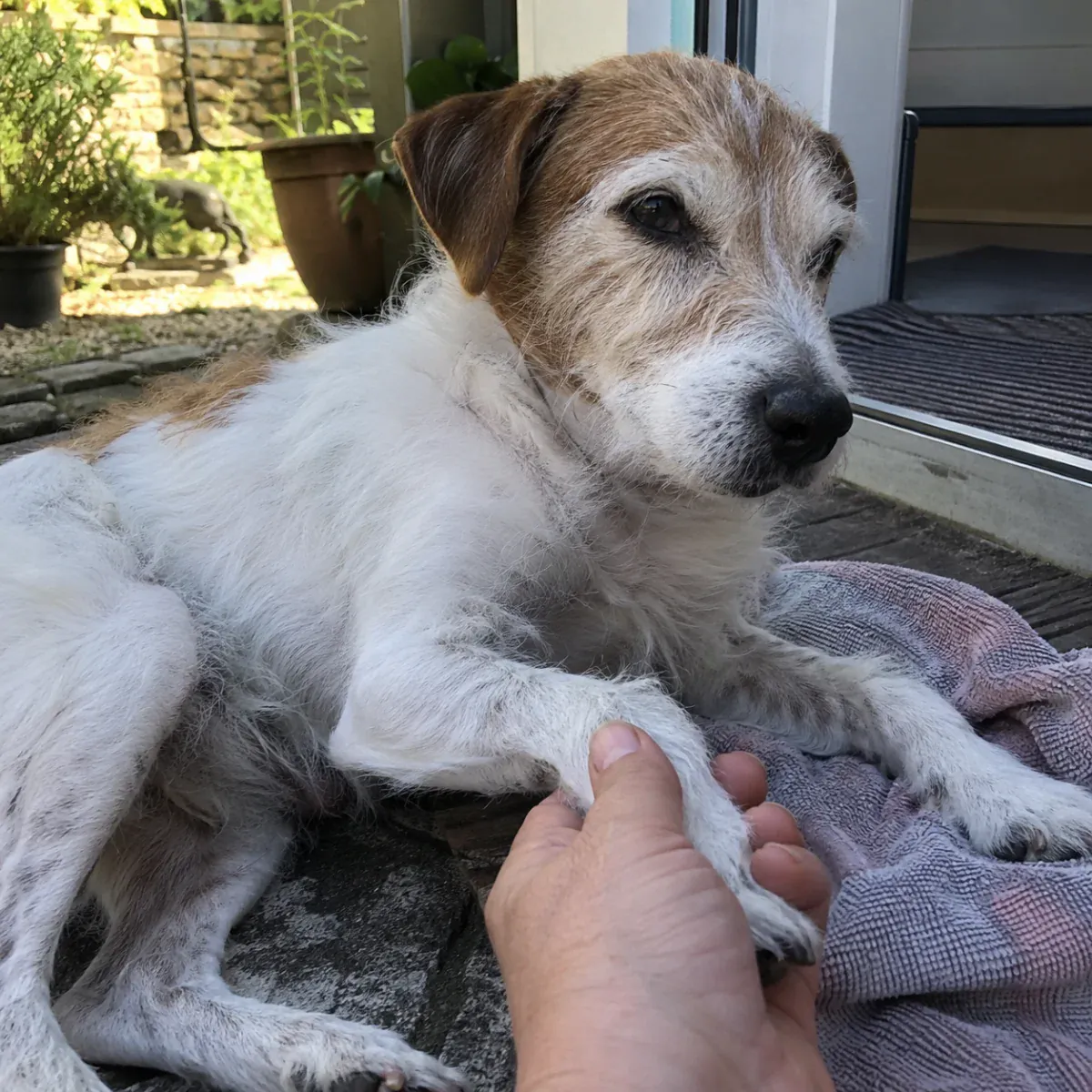 Terrier mix — Lucy + Alfie