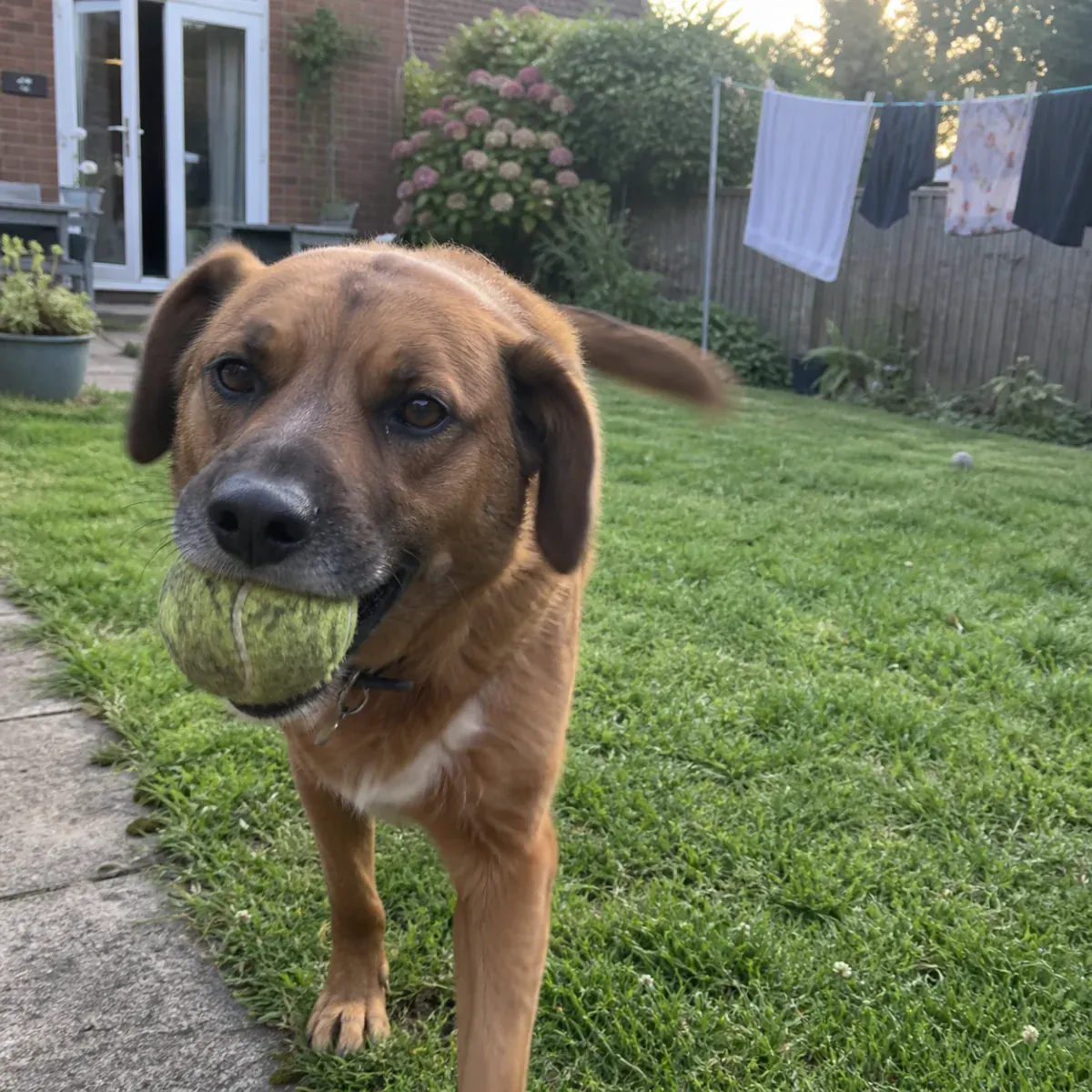 Mixed breed — Sam + Rusty