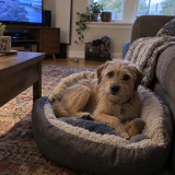 Terrier mix