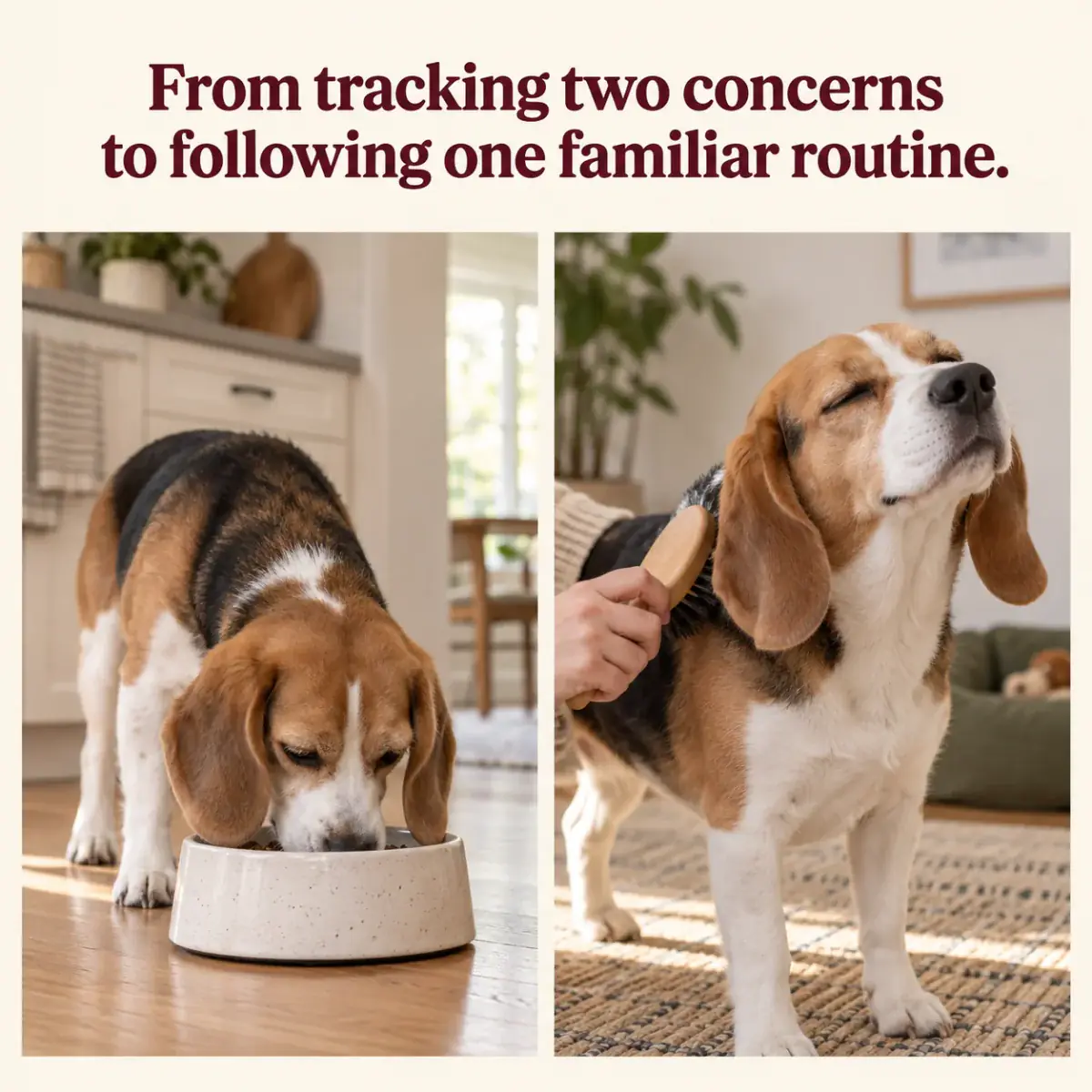 Every dog is different. Keep track of skin habits and stool consistency, recorded separately.